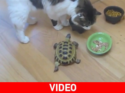 Τουλάχιστον το λέει η καρδιά της…